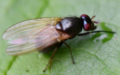 Calliopum sp.
